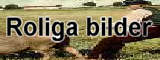 Roliga bilder