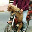 Transport