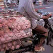 Transport