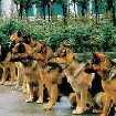 Hundar