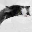 Katter